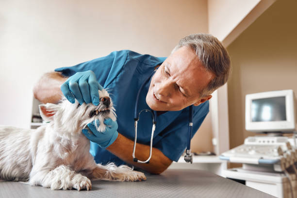Best Emergency Dentist for Knocked-Out Tooth in Woodcreek, TX